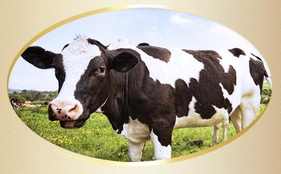 �������|�����̷۷�����Դ�ɾͽ���Ʒ�|