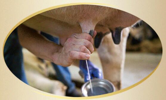 �������|�����̷۷�����Դ�ɾͽ���Ʒ�|