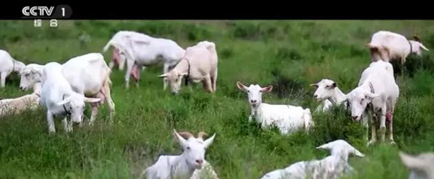 ϲ�󣡃���ʿ��I���F�����O������CCTV-1����ǰ�S��r�Σ�