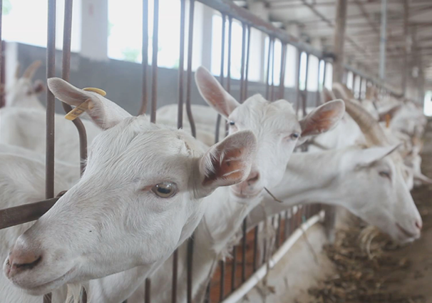 �ЙC(j��)�̷۰l(f��)չ���g�� �ǹ��S�����Ʒ�|(zh��)ֵ����ه