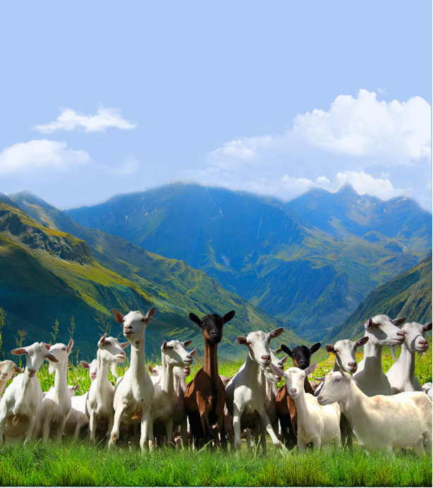 ������s ����Դ�s�@ʳƷ�硰�Zؐ���������ت���